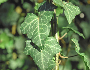 Image showing Ivy picture