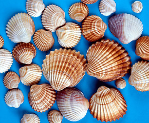 Image showing Shells picture