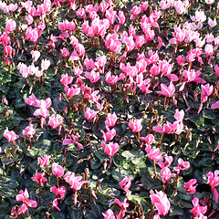 Image showing Flowerbed picture