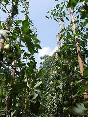 Image showing Tomato plants