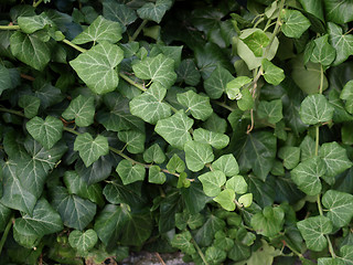 Image showing Ivy picture