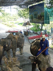 Image showing Elephant Show