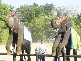 Image showing Elephant Show