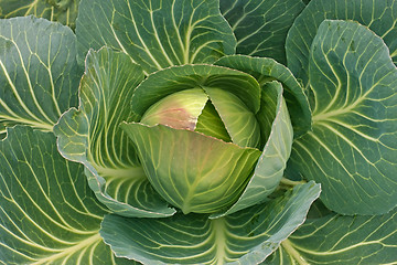 Image showing Cabbage in the garden