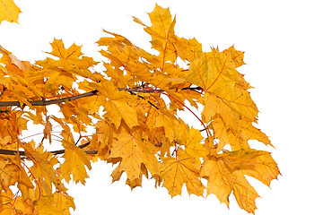 Image showing Yellow maple leaves isolated