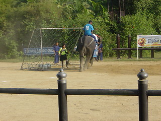 Image showing Elephant Show