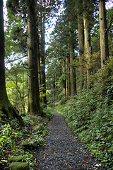 Image showing Cedars in walking road