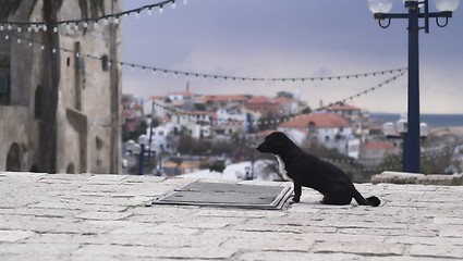 Image showing Waiting dog