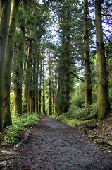 Image showing Cedars in walking road