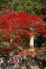 Image showing mausoleums of the Tokugawa Shoguns