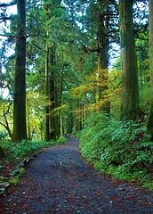 Image showing Cedars in walking road