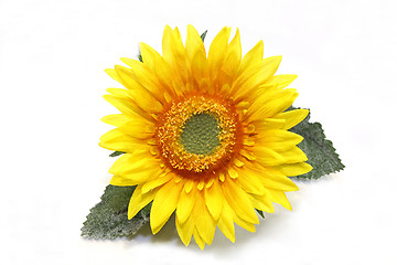 Image showing Sunflower