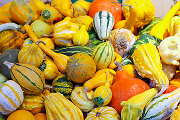 Image showing Pumpkin assortment