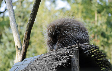 Image showing New World Porcupine
