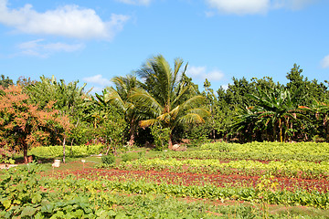 Image showing Cuba agriculture
