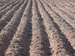 Image showing Furrows in dry, reddish soil.