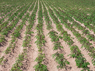 Image showing Young tapioca plants on a field in Thailand