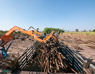 Image showing Sugarcane being loaded onto a truck