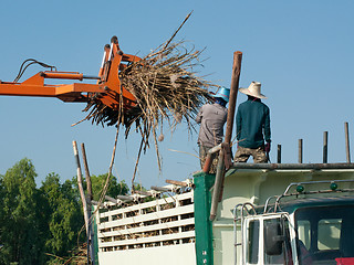 Image showing Sugarcane being loaded onto a truck