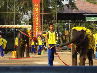 Image showing Elephant Show