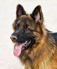 Image showing German Shepherd Dog