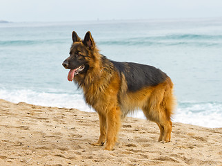 Image showing German Shepherd Dog