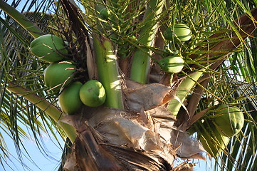 Image showing Coconut Palm