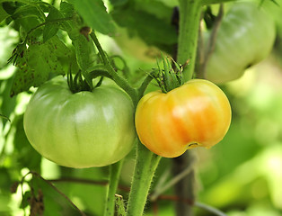 Image showing tomatoes