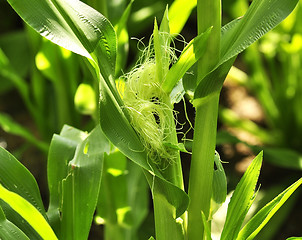 Image showing corn 