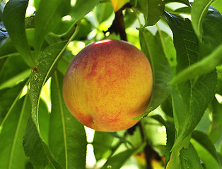 Image showing peach