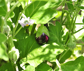 Image showing eggplant