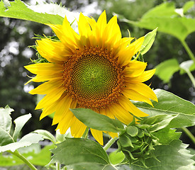 Image showing sunflower 