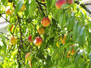 Image showing peaches