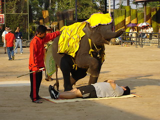 Image showing Elephant Show