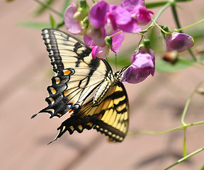 Image showing yellow butterfly