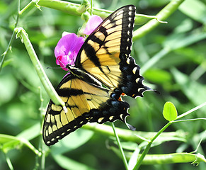 Image showing yellow butterfly