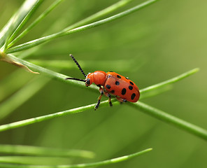 Image showing  red beetle