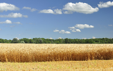 Image showing Wheat Field 