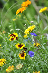 Image showing summer flowers