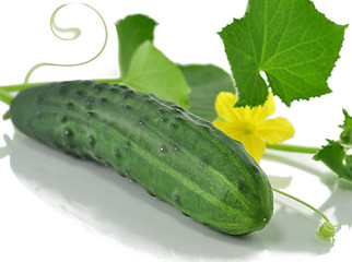 Image showing fresh cucumber