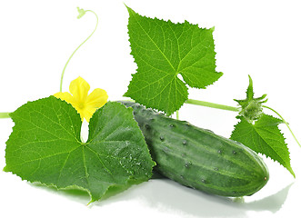 Image showing fresh cucumber