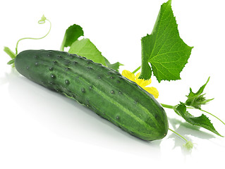 Image showing fresh cucumber