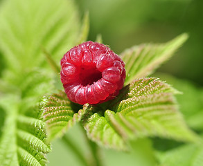 Image showing ripe raspberry