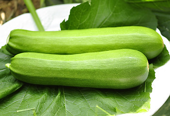 Image showing zucchini