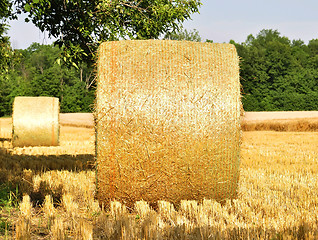 Image showing Hay bails in a field