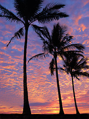 Image showing 3 palm trees on the beach at sunset