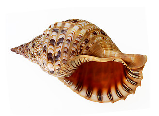 Image showing Big seashell isolated