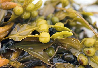 Image showing Fucus vesiculosus