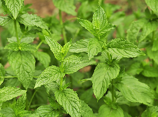 Image showing peppermint