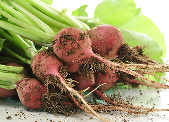 Image showing radish